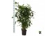 Caryota mitis 