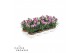 Dianthus caryophyllus sissy 