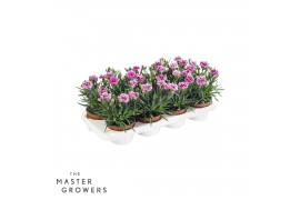Dianthus caryophyllus sissy