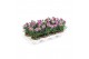 Dianthus caryophyllus sissy 