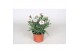Dianthus caryophyllus sissy 
