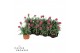 Dianthus caryophyllus diwali 