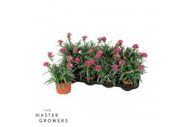 Dianthus caryophyllus diwali