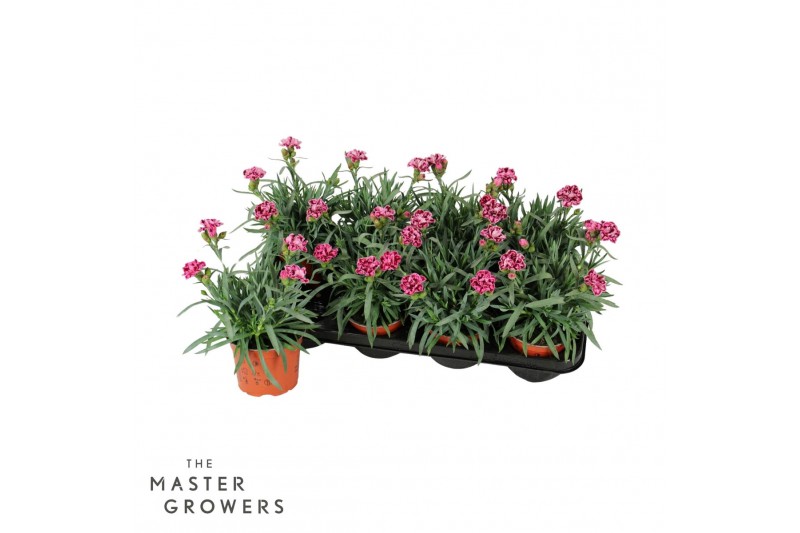 Dianthus caryophyllus diwali 