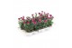Dianthus caryophyllus diwali 