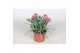 Dianthus caryophyllus diwali 