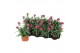 Dianthus caryophyllus diwali 