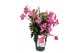 Mandevilla rio mix dipladenia op rek 
