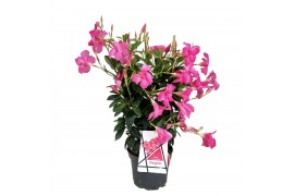 Mandevilla rio mix dipladenia op rek