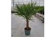 Trachycarpus fortunei 30 cm cm stam 