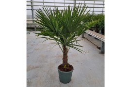 Trachycarpus fortunei 30 cm cm stam
