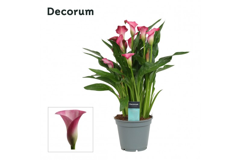 Zantedeschia garnet glow decorum 