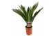 Cycas revoluta 