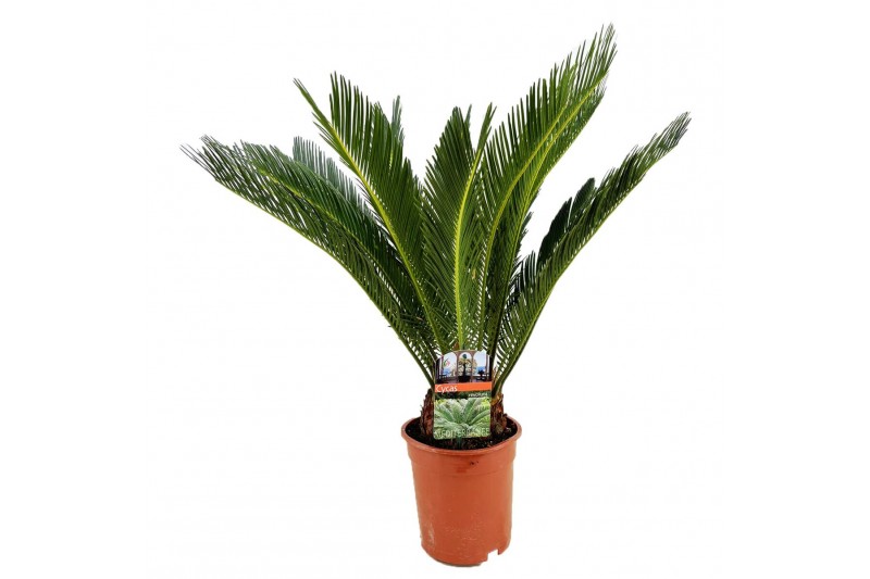 Cycas revoluta 