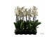 Phalaenopsis wit 2 tak - 65/70cm 