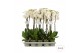 Phalaenopsis wit 2 tak - 65/70cm 