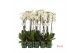Phalaenopsis wit 2 tak - 65/70cm 