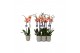 Phalaenopsis caribbean dream 2 tak - 18+ bloemen groen keramiek 