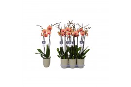 Phalaenopsis caribbean dream 2 tak - 18+ bloemen groen keramiek