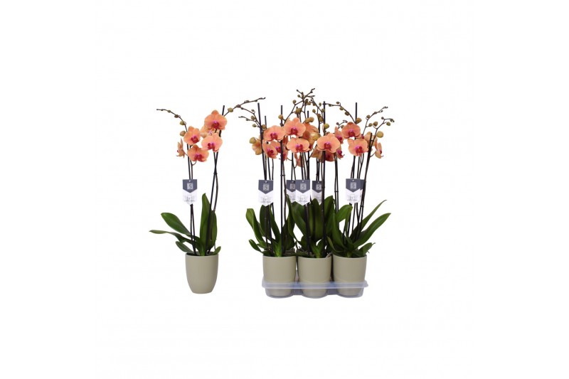 Phalaenopsis caribbean dream 2 tak - 18+ bloemen groen keramiek 