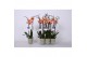 Phalaenopsis caribbean dream 2 tak - 18+ bloemen groen keramiek 