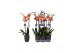 Phalaenopsis caribbean dream 2 tak - 18+ bloemen antraciet keramiek 