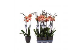 Phalaenopsis caribbean dream 2 tak - 18+ bloemen antraciet keramiek