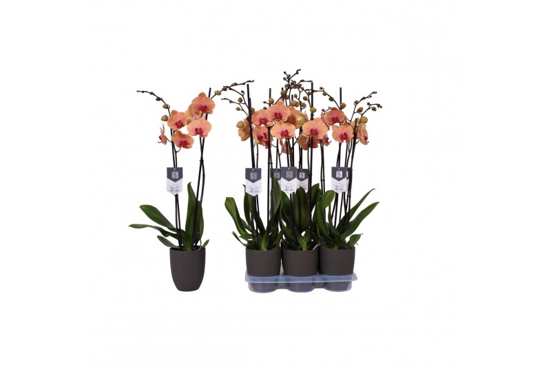 Phalaenopsis caribbean dream 2 tak - 18+ bloemen antraciet keramiek 