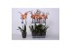Phalaenopsis caribbean dream 2 tak - 18+ bloemen antraciet keramiek 