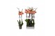 Phalaenopsis caribbean dream 2 tak - 18+ bloemen 