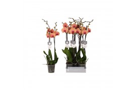 Phalaenopsis caribbean dream 2 tak - 18+ bloemen