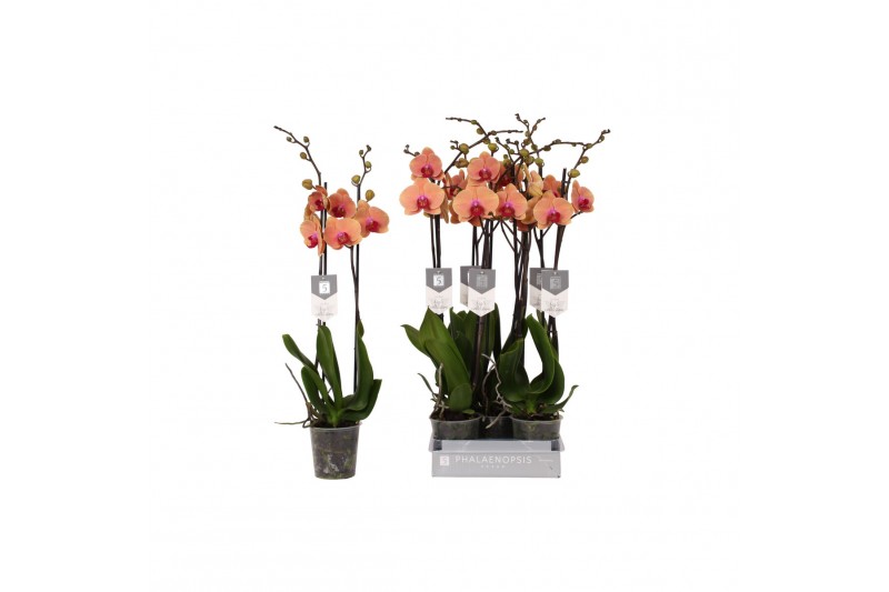 Phalaenopsis caribbean dream 2 tak - 18+ bloemen 