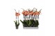 Phalaenopsis caribbean dream 2 tak - 18+ bloemen 