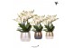 Phalaenopsis multiflora anthura lausanne Kolibri Orchids in elite mix 