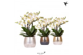Phalaenopsis multiflora anthura lausanne Kolibri Orchids in elite mix