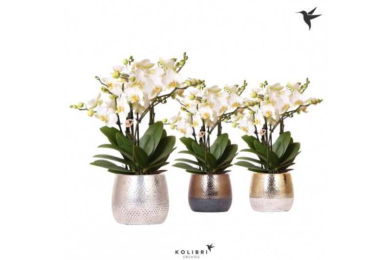 Phalaenopsis multiflora anthura lausanne Kolibri Orchids in elite mix 