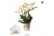 Phalaenopsis multiflora anthura lausanne Kolibri Orchids Blossom 6 tak 