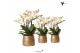 Phalaenopsis multiflora anthura lausanne Kolibri Orchids in groove gol 