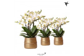 Phalaenopsis multiflora anthura lausanne Kolibri Orchids in groove gol