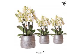 Phalaenopsis multiflora anthura lausanne Kolibri Orchids in groove sil
