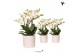 Phalaenopsis multiflora anthura lausanne Kolibri Orchids in diamond pe 