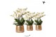 Phalaenopsis multiflora anthura lausanne Kolibri Orchids in luxury gol 