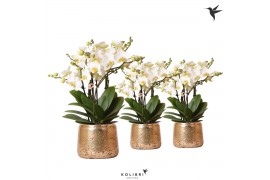 Phalaenopsis multiflora anthura lausanne Kolibri Orchids in luxury gol