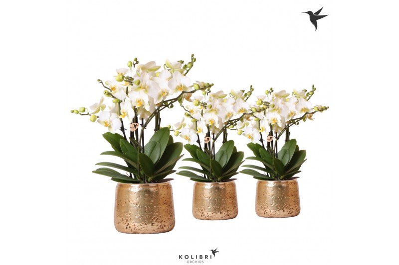 Phalaenopsis multiflora anthura lausanne Kolibri Orchids in luxury gol Phalaenopsis multiflora anthura lausanne Kolibri Orchids in luxury gol