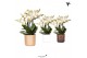 Phalaenopsis multiflora anthura lausanne Kolibri Orchids in simplicity 