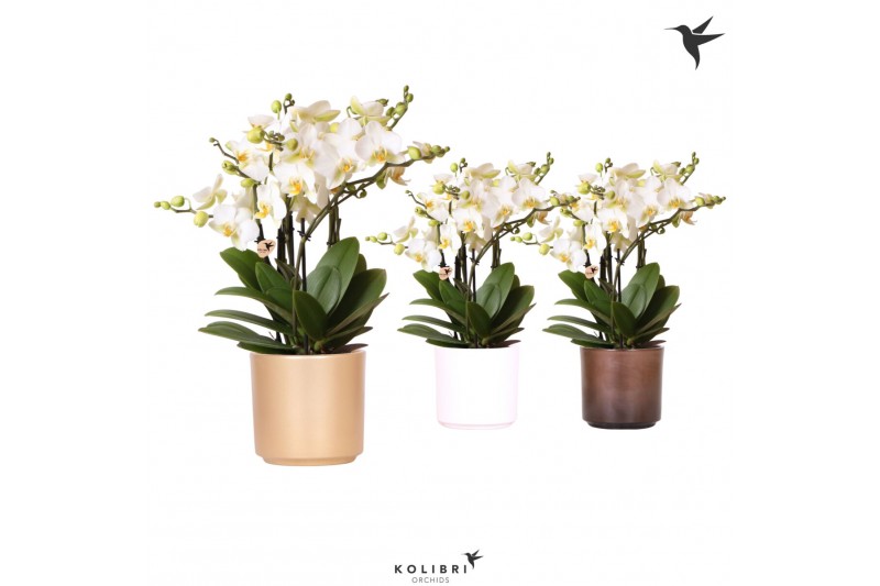 Phalaenopsis multiflora anthura lausanne Kolibri Orchids in simplicity 