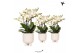 Phalaenopsis multiflora anthura lausanne Kolibri Orchids in gummy trav 