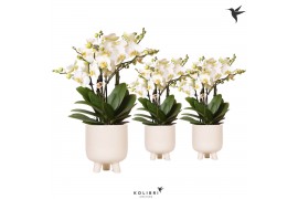 Phalaenopsis multiflora anthura lausanne Kolibri Orchids in gummy trav