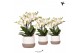 Phalaenopsis multiflora anthura lausanne Kolibri Orchids Phalaenopsis  