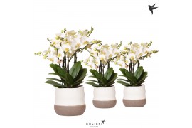 Phalaenopsis multiflora anthura lausanne Kolibri Orchids Phalaenopsis 